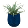 Aloe pot colore