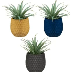 Aloe pot colore