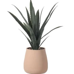 Aloe vera dans pot