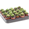 Anacampseros pot 5,5cm h6-10