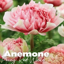 Anemone peaony red-white