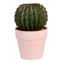 Cactus rond en pot