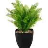 Fougere pot carre