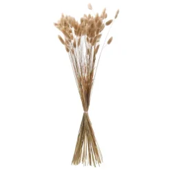 Lagurus 50cm