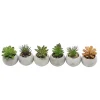 Mini succulente