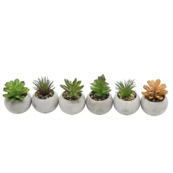Mini succulente