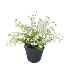Muguet en pot