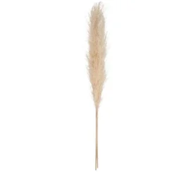 Pampa naturel x3 h110cm