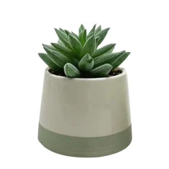 Succulente pot bicolore