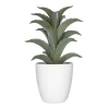 Succulent ou cactus en pot