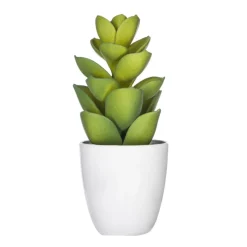 Succulent ou cactus en pot