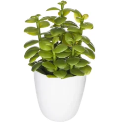 Succulent ou cactus en pot