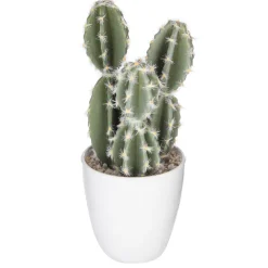 Succulent ou cactus en pot