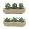 Trio succulentes