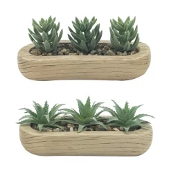 Trio succulentes