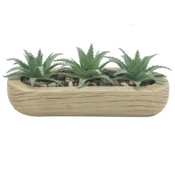 Trio succulentes