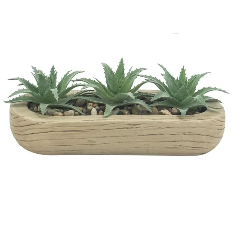 Trio succulentes