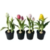 Tulipes en pot