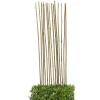 Tuteurs en bambou 110cm x15