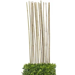 Tuteurs en bambou 110cm x15